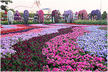 Дубай, парк цветов (Miracle Garden)