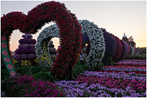 Дубай, парк цветов (Miracle Garden)